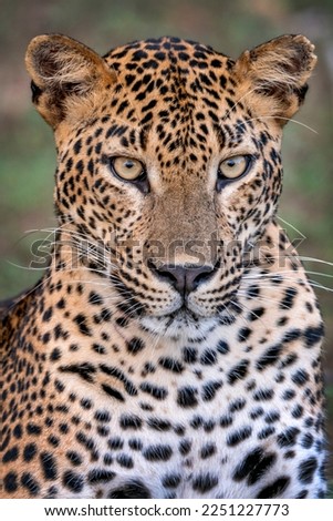 Leopard Portrait Wild Animal Mamal wildcat big cats asia srilanka safari nature carnivore quality picture photo danger look panther 