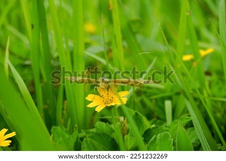 Stock photo of Young plant Growing In Sunlight