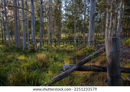 A photo of the countryside taken early one morning in rural New South Wales, Australia, showing an old fence in the foreground with the early morning sun shining weakly through the tall gum trees.  Royalty-Free Stock Photo #2251233579