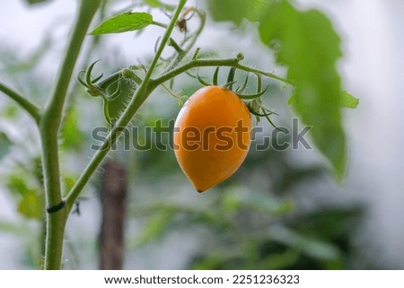 Half ripe tomato hanging on a small stem with blurry background