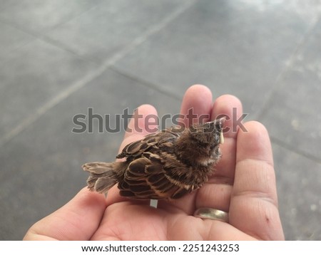 A baby bird in hand, a black-brown baby sparrow that has not opened its eyes yet. It cannot fly in the palm of its hand outside building and the idea of ​​helping young birds survive on their own