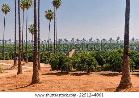 fruit trees and palms in California Citrus State Historic Park (Riverside, California, USA) Royalty-Free Stock Photo #2251244061