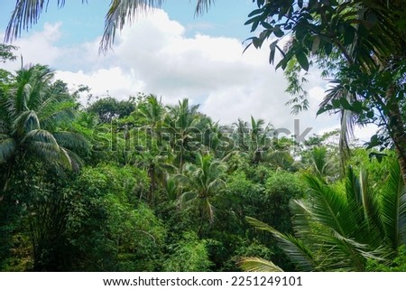 Stock photo of Indonesian natural scenery with green rice fields and forest in the morning sun