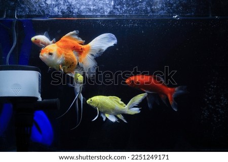 Stock photos of some aquarium equipment at home