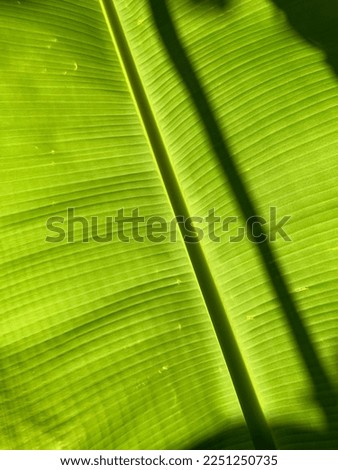 The background texture is green with lines and shadow from banana leaves
