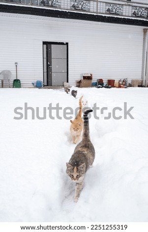a family of cats walking in a row
