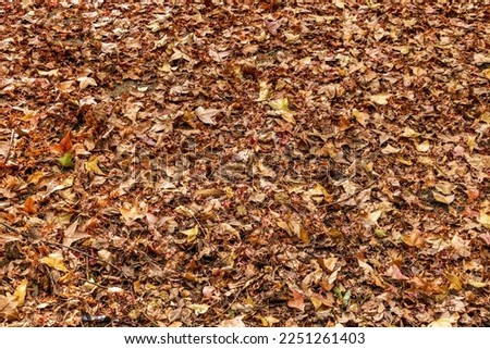 The ground covered with many fallen leaves