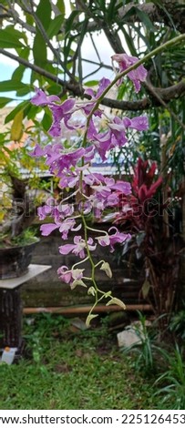 The beauty of the purple orchid pictured at noon in the yard