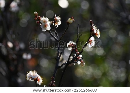 Japanese apricot ( Ume ) blossoms.
Ume, which blooms before the leaves in early spring, has long been loved by Japanese people as a flower that makes them feel the arrival of spring.