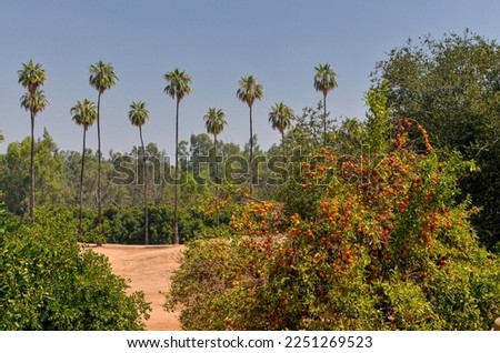 fruit trees and palms in California Citrus State Historic Park (Riverside, California, USA) Royalty-Free Stock Photo #2251269523