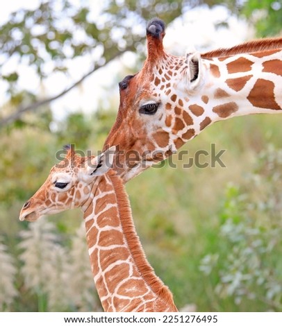 Mother giraffe takes care of her little cub close up