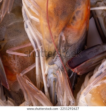 fresh shrimp closeup background sea raw prawn.