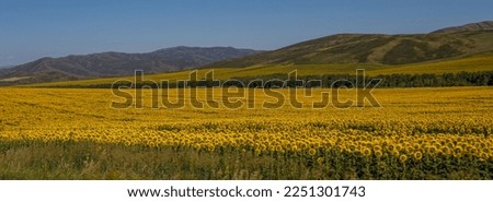 beautiful yellow blooming sunflower fields