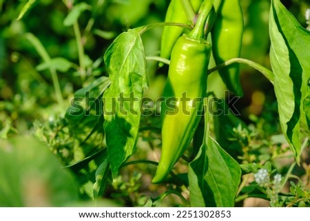 Green peppers growing in the garden. Green bell pepper hanging on tree in the plantation Royalty-Free Stock Photo #2251302853