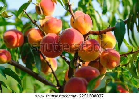 Ripe peach close-up with peach orchard in the background. Royalty-Free Stock Photo #2251308097
