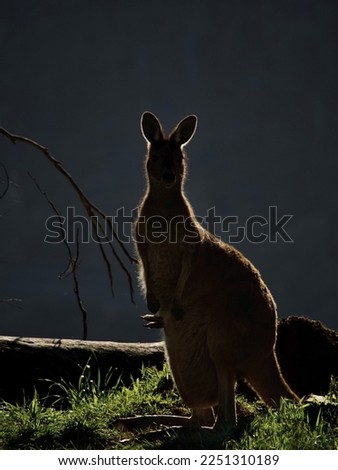 Kangaroo with baby Joey in pouch silhouette    