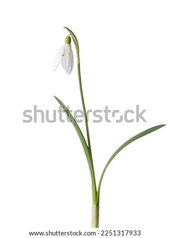 Snowdrop flower isolated on white background.  Selective focus Royalty-Free Stock Photo #2251317933