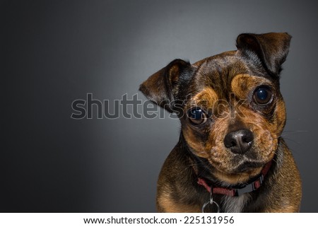 little dog on gray background