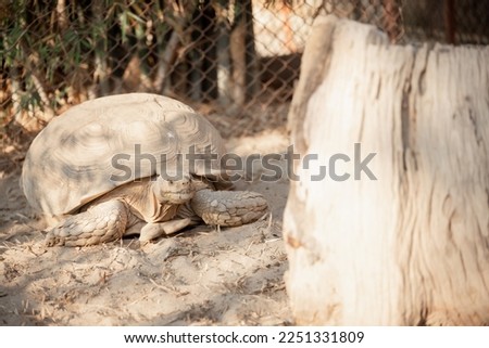 Sulcata turtle in the zoo. African Sulcata Tortoise Natural Habitat, Close up African spurred tortoise resting in the garden, Slow life.
Copy space for text.