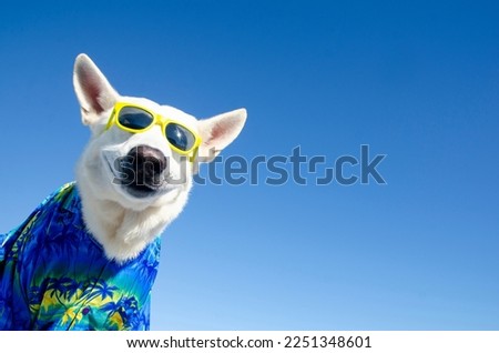 funny smile dog with sunglasses Royalty-Free Stock Photo #2251348601