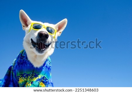 funny smile dog with sunglasses Royalty-Free Stock Photo #2251348603