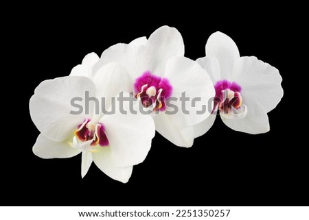 white phalaenopsis orchid flowers on a stem, isolated Royalty-Free Stock Photo #2251350257