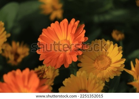 Background of orange and yellow calendula flower