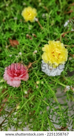 This is picture of moss rose flowers or in Indonesia it called : krokot.