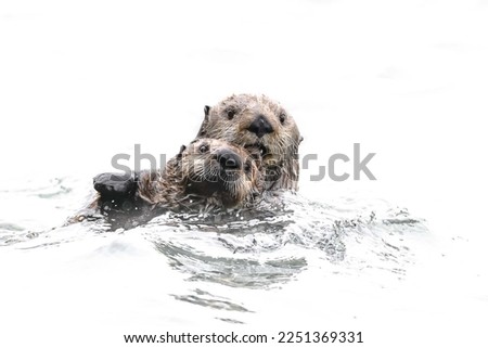 Sea otter (Enhydra lutris) swimming in water. Sea otter isolated in white. Russia