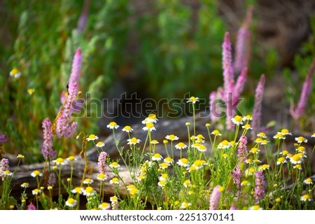 Pharmaceutical chamomile flowers growing in nature. Medicinal plant Royalty-Free Stock Photo #2251370141