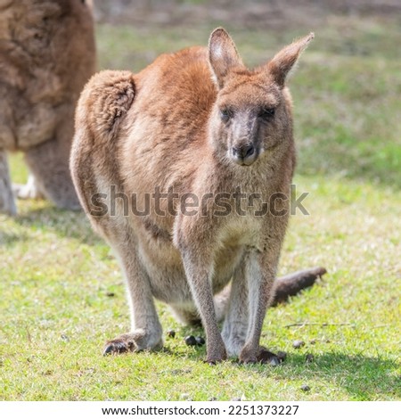 Kangaroo in South Durras on the South Coast of NSW, Australia
