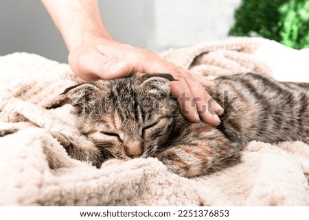 A striped cat rests and sleeps lying on a blanket in a room, a man's hand caresses the pet. Relationship between man and animal. Royalty-Free Stock Photo #2251376853