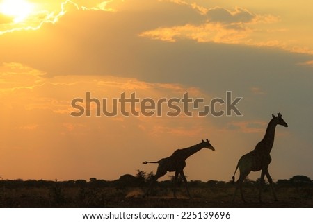 Giraffe - African Wildlife Background - Sunset Gold and Wonder in Nature
