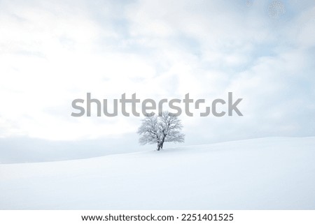 Historic monumental tree covered in snow and a pure untouched snow field. Minimalism in nature. Soft light. Alone tree. Kozlovice Beskydy, Czech Republic. Royalty-Free Stock Photo #2251401525