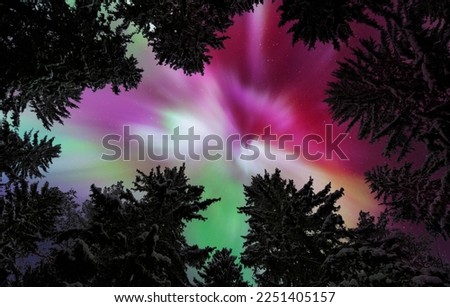 Aurora Borealis, Northern lights, above winter forest treetops. Tall spruce trees covered with snow.