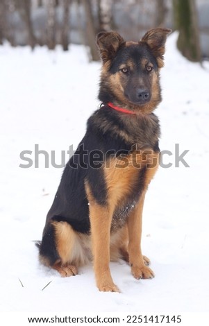 brown shepherd dog full body photo on snowy white background
