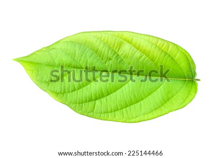 Leaf of plant isolated on white background