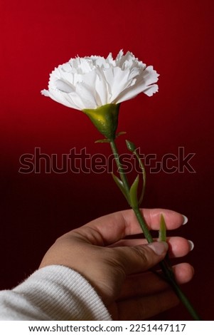Young Caucasian woman's hand holding a white carnation against red background with different light and shadow.