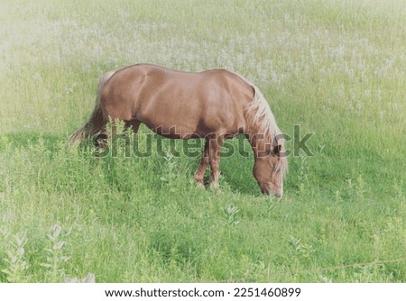 beautyful horse picture in the feild