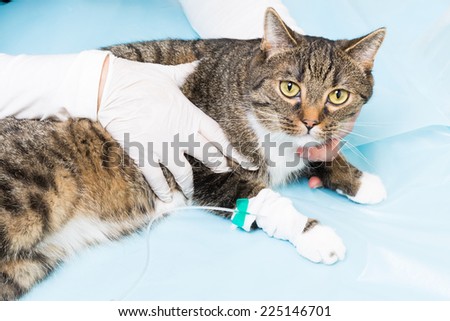 infusion for ill cat