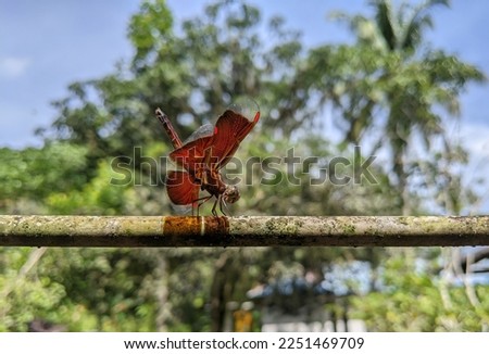 Neurothemis terminata is a species of dragonfly in the Libellulidae family.  Neurothemis terminata is a species commonly found in urban areas, widely distributed from Peninsular Malaysia, Japan to Nus
