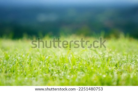 Fresh green grass with dew drops. Beautiful summer scenery. Bokeh shallow focus shot. Copy Space background