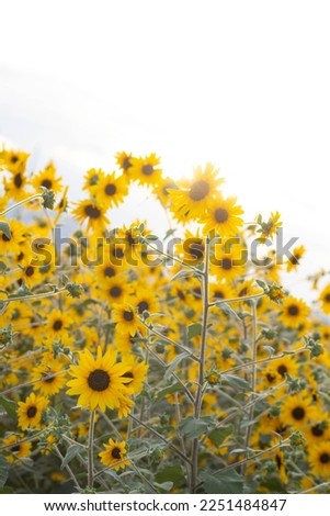 The backdrop of bright yellow sunflowers in a sunflower field that has been planted for tourists to visit and take pictures with beautiful sunflowers.Natural background with copy space for text.