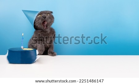 Gray fluffy cat celebrates a birthday. The cat sits near the cake with a candle, blow out the candles on the cake. Animal funny on a blue background with copy space. holiday concept