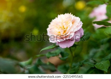 Close-up view of a large yellow-pink rose with many petals blooming beautifully in the park or in the backyard is a popular winter flower planted near Valentine's Day in February.