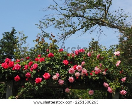 View of roses in a Japanese park in the early afternoon