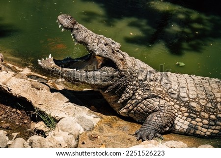 Portrait of Nile crocodile open a huge jaw with big teeth drying a mouth after the good lunch. La Vanille Nature Park zoo on Mauritius island. Beauty in Nature concept photo.