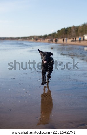 A black labrador runs along the beach.