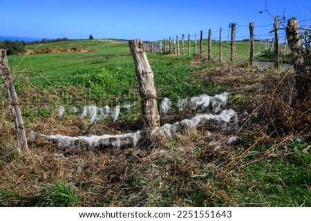 barbed wire fence, attached to a stake, wooden stick, gray central, on the wires tatters of wool locks of white wool from the sheep that have grazed inside the fence, in the background the grass and o