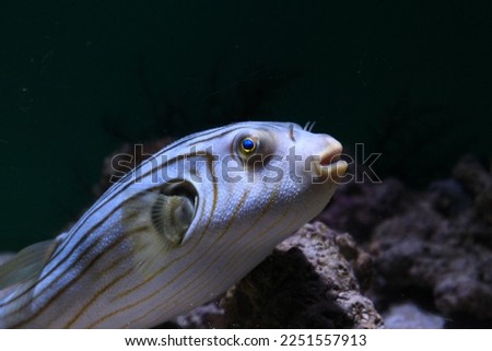 a picture of a pufferfish in the water
